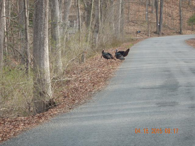 DSCN0228.jpg -                                Couple of turkeys in route to the fishing hole.