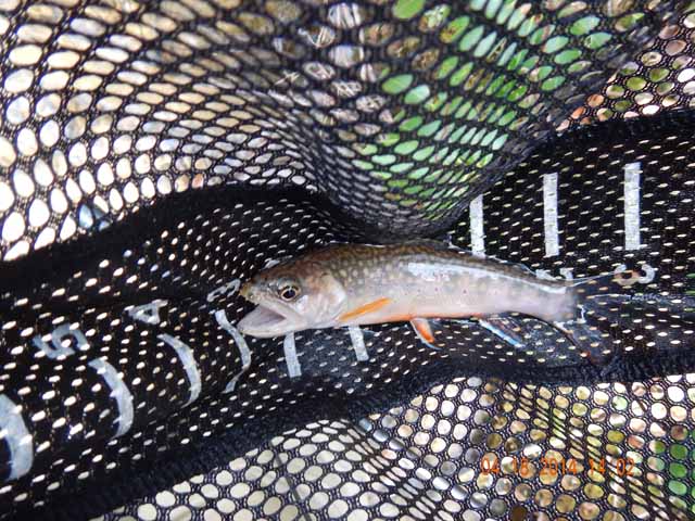 DSCN0495.jpg -                                This one took a nymph.  All the others were hitting dries.