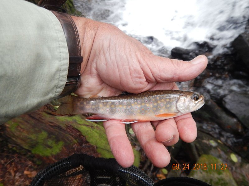 $Stone Cabin002$.jpg - I caught fish on almost everything I threw.  Some on dry but mostly on nymphs.