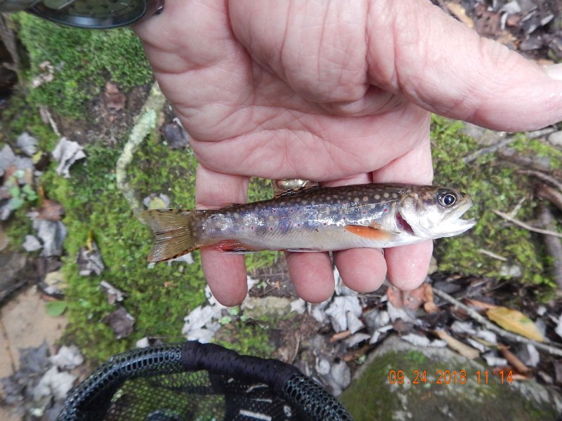 $Stone Cabin050$.jpg - Then, almost immediately I got my first trout.