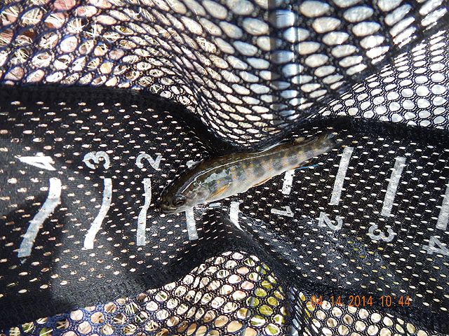 DSCN0459.jpg -                                Gary E struck first with this little native.