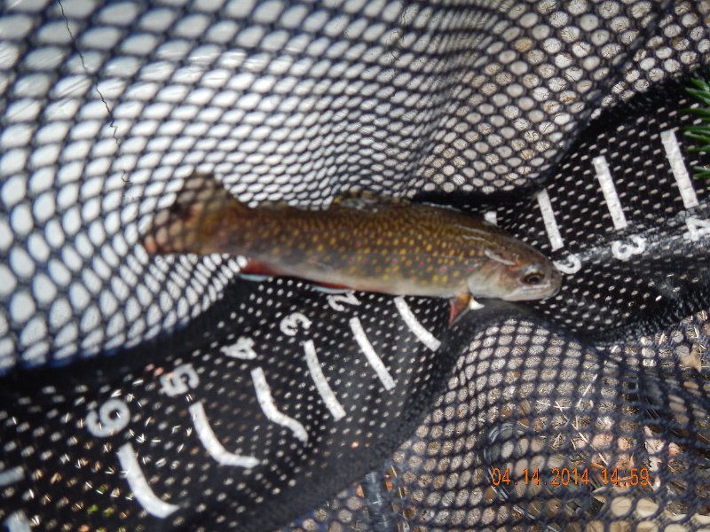 DSCN0473.JPG - Then I got another brookie