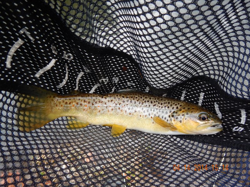 DSCN0474.JPG - And I got this nice looking brown.