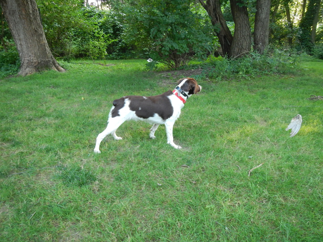 080420141.jpg -                          Pointing a wing at 7 months     
