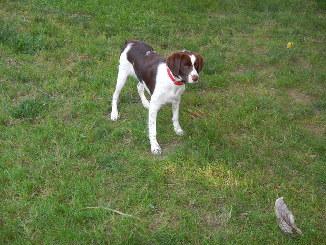 080420144.jpg -                                Working on Whoa with a wing as a distraction. (7 mos)