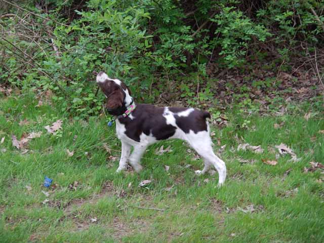 DSCN0005.jpg -                                Nose in the air.  Looking good.