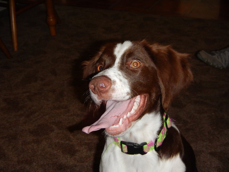 DSCN0280.JPG - Pearly whites are full grown. (6 mos)