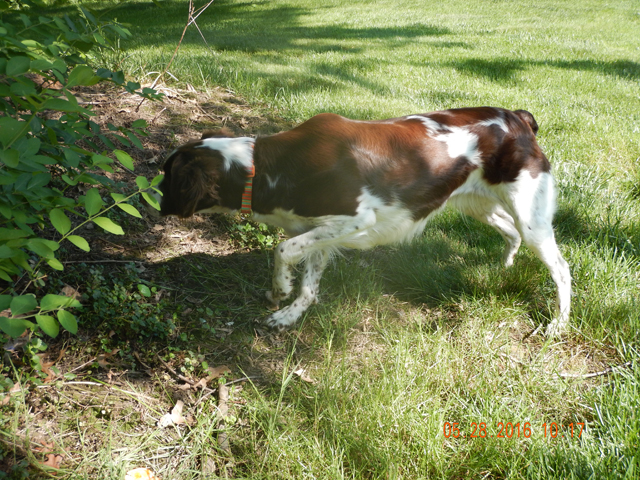 Sunny5.jpg -                                She is now showing the intensity that she sometimes lacked as a pup.  She will certainly be ready for the next hunting season!