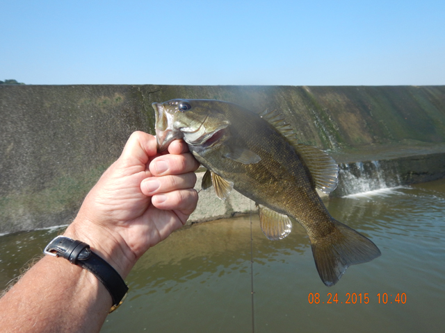 DSCN0593.jpg -                                And then, some more nice bass.