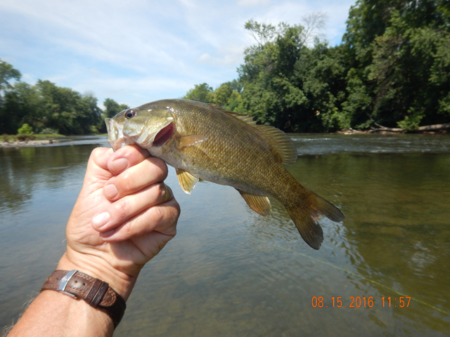 DSCN1613.jpg -                                I got a few small bass.  In another area I caught fish bigger than this but, who's complaining?