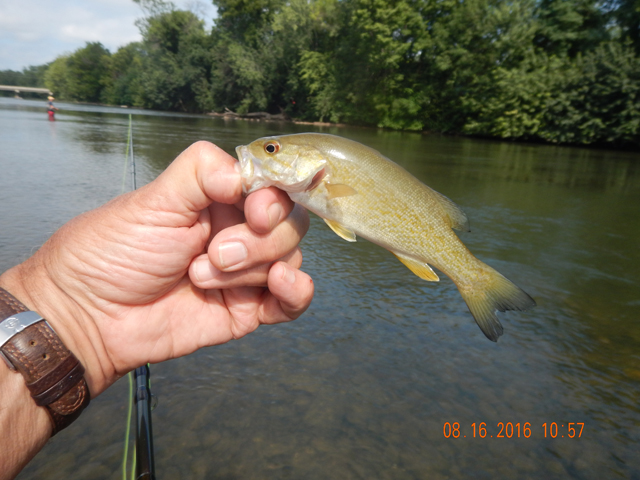DSCN1617.jpg -                                And, the fish got smaller.  Guess the big 'uns went down to the Susquehanna to keep cool.