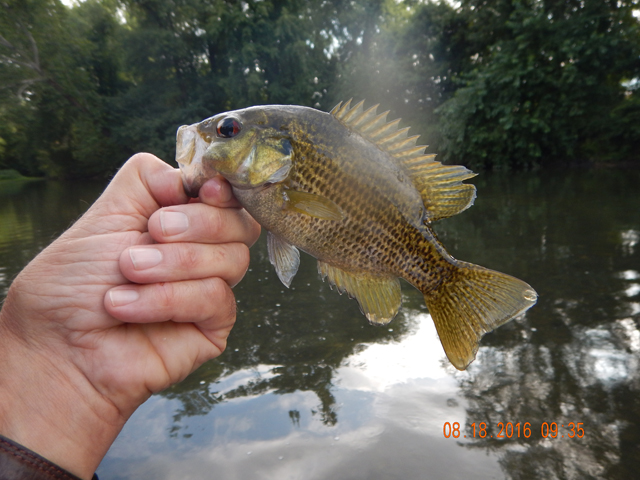 DSCN1622.jpg - Then I caught a rock bass.  Haven't caught any of these in years.                               