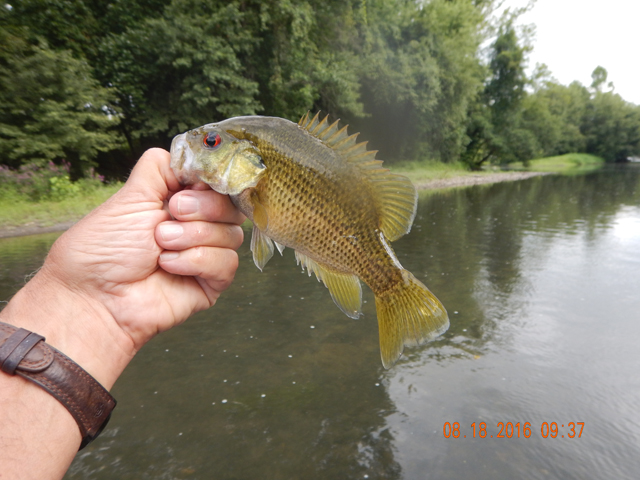 DSCN1625.jpg - Then another rock bass.  I'll remember where these were and come back in the evening with a fly rod.                               