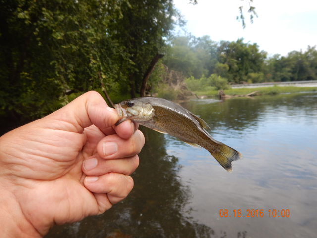 DSCN1629.jpg - And then it appeard that I stumbled on a hatchery.  The bass were really small.                               