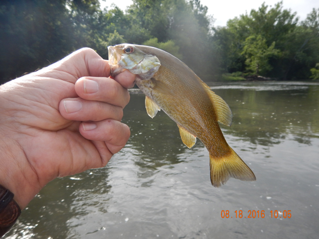 DSCN1630.jpg - But, all were fun to catch.                               
