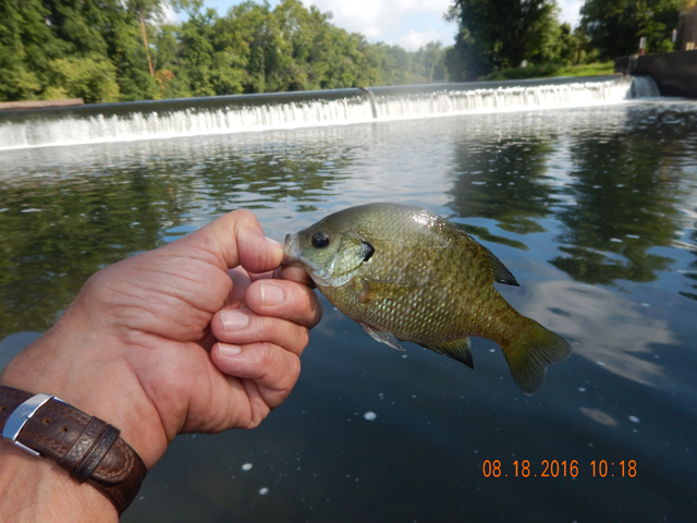 DSCN1632.jpg - All these fish hit spinners.                               