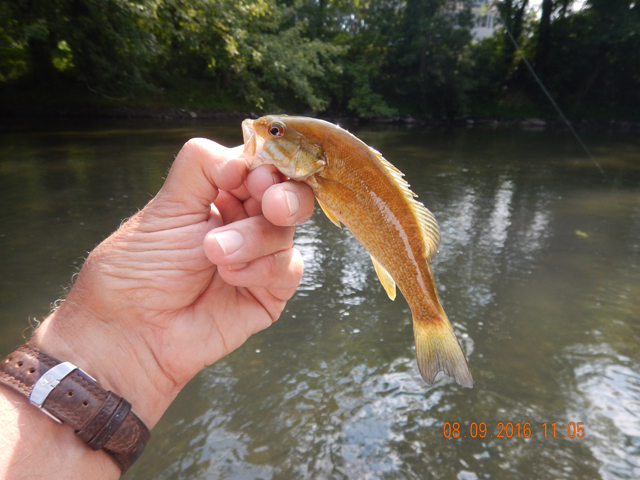 DSCN1600.jpg -                                Little fish are abundant and healthy.