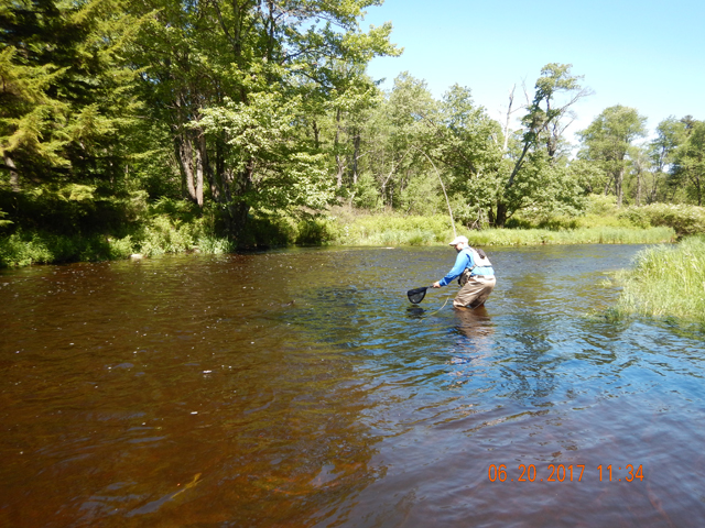 DSCN2127.jpg -                                Gary got a few...chubs. But, he had to resort to under water offerings to get them to bite.  Nothing would take dry flies.