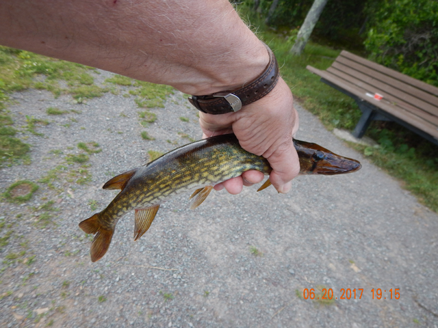 DSCN2137.jpg -                                I did fish the lake from the shore line and got this pickerel