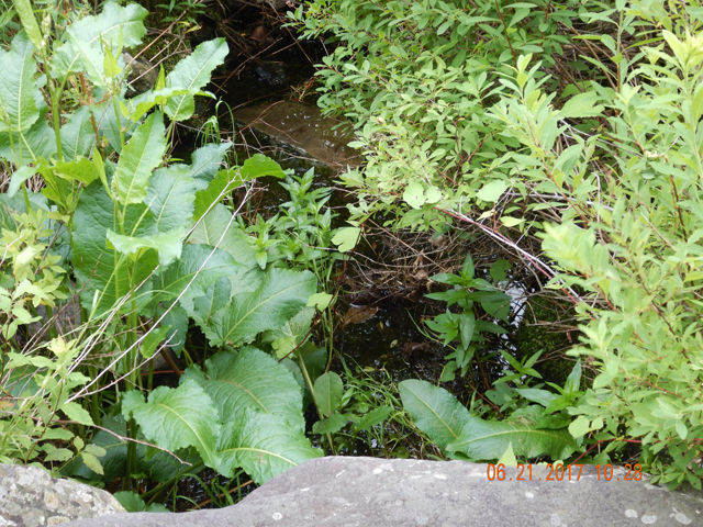 DSCN2145.jpg -                                Fish won't live in this location.