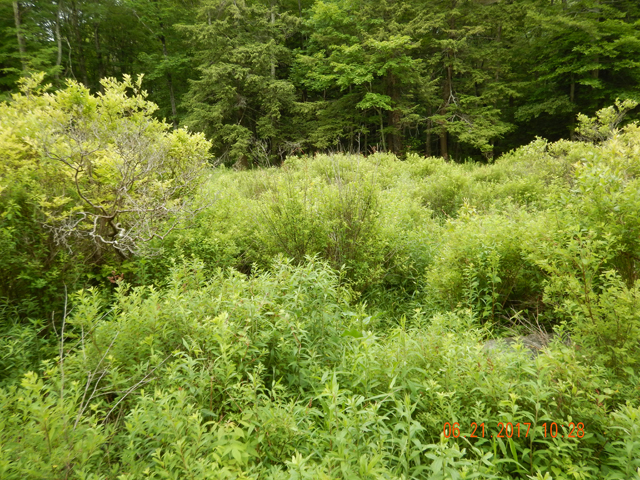 DSCN2146.jpg -                                Had to go through this bog just to find a stream that didn't really exist.  Only thing we found were ticks and skeeters.