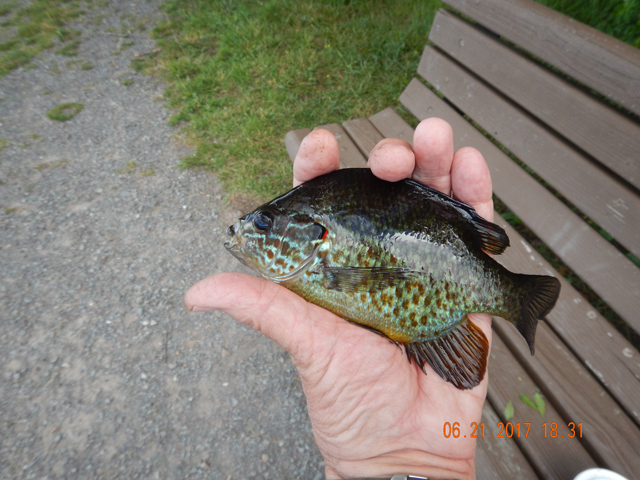 DSCN2156.jpg -                                Some were pretty large.  Perhaps a fish fry next time would be the trick. 