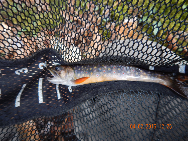 DSCN0998.jpg -                                This was actually about a 6 incher and the pic does not do the colors justice.