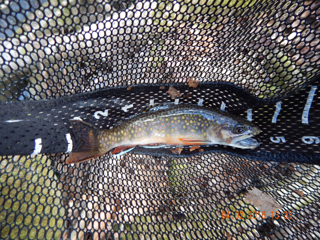 DSCN1001.jpg -                                This was a really nice fish...almost 8 inches.