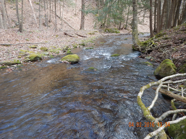 DSCN1002.jpg -                                Heck, if I were a brookie I'd live here too!