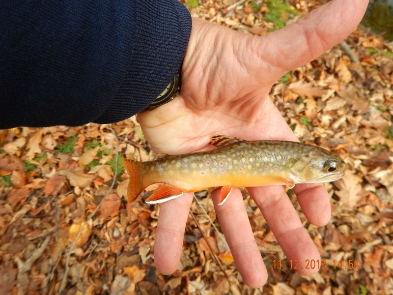 $TuscaroraMts015$.jpg