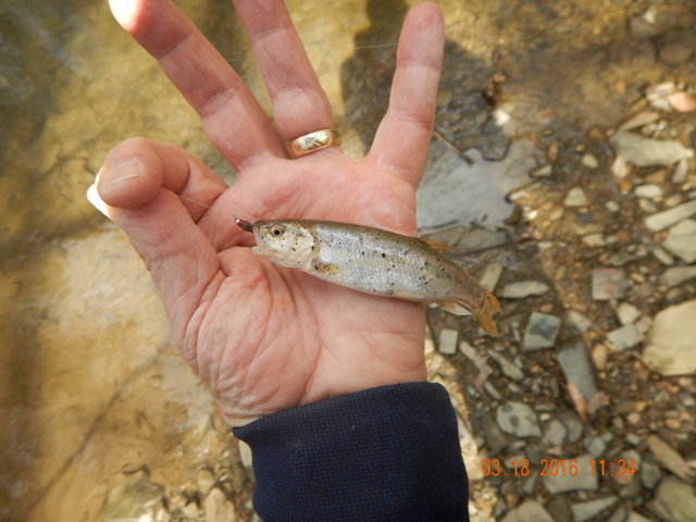 DSCN0864.jpg -                                We started getting the same results as the last time we fished here.  Let's just call these, "speckled trout".