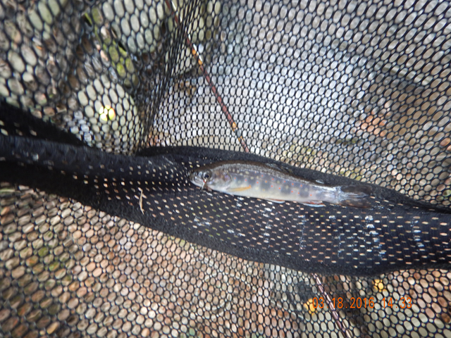DSCN0872.jpg -                                Then it was off to Kansas Valley Run.  Quite a difference.  A brookie on one of the first casts!