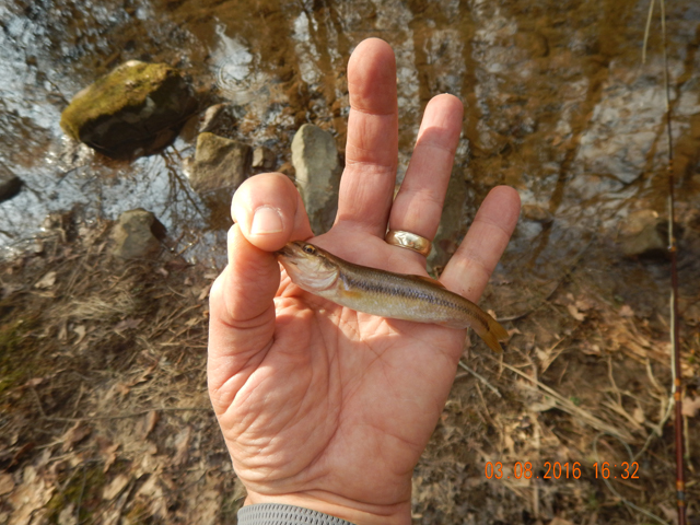DSCN0860.jpg -                                Even Laurel Run holds some junk fish.  Got this one on a dry.  Yeah, just had to try the surface.