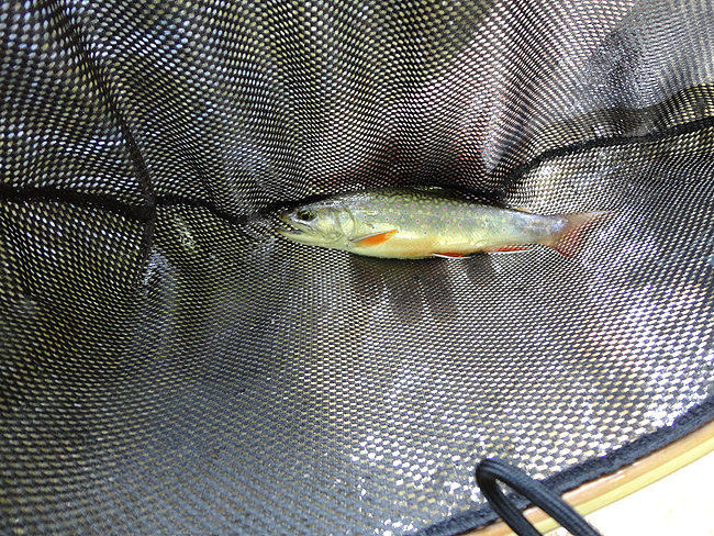 DSC00075001.jpg - Dave's first native.