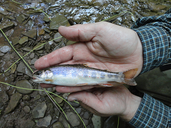 DSC00087001.jpg - Then Neil struck Brookie gold