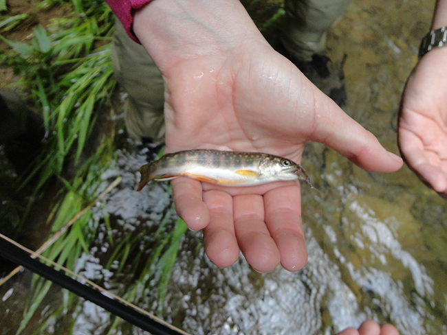 DSC00090001.jpg - Then Suzie got her first trout..a native!