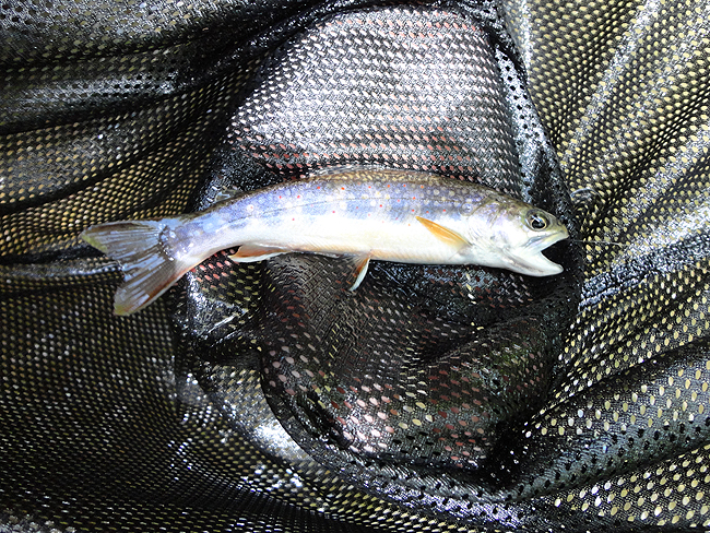 DSC00095001.jpg - Close up of Suzie's fish.