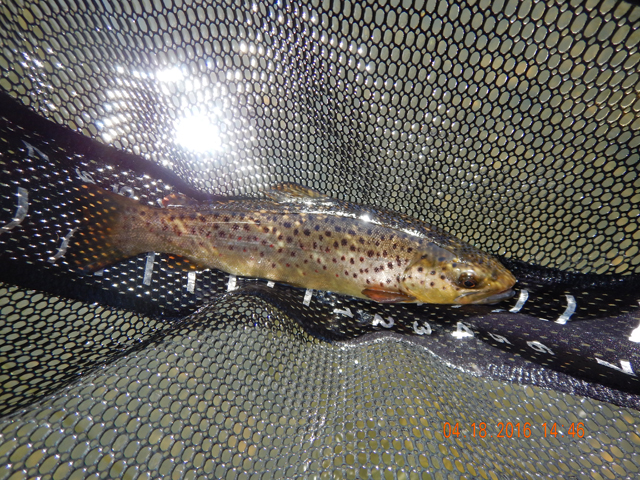 DSCN1094.jpg -                                Got another.  Caught all browns.  Had a couple of hits and another fish that got off as I went to net him...oh well.