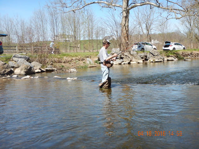 DSCN1095.jpg -                                This guy really must have wanted the spot I was in.  He waddled within 20 ft of me. Wasn't worth making an issue of but really, that close?  There are miles of stocked stream at the Breeches.